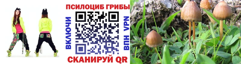 даркнет официальный сайт  Георгиевск  Галлюциногенные грибы мицелий 