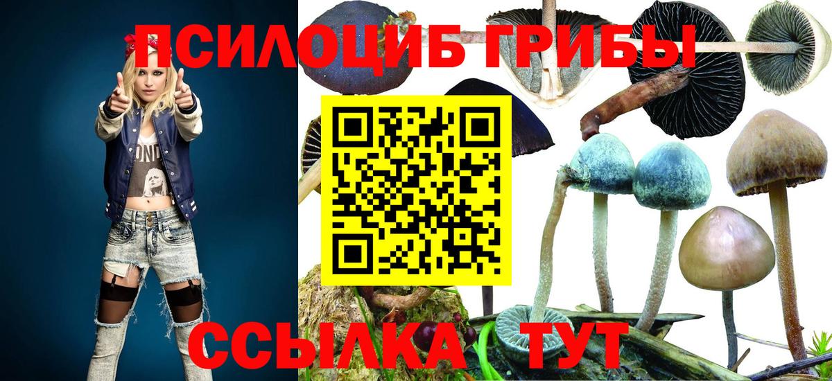 Псилоцибиновые грибы Cubensis Георгиевск